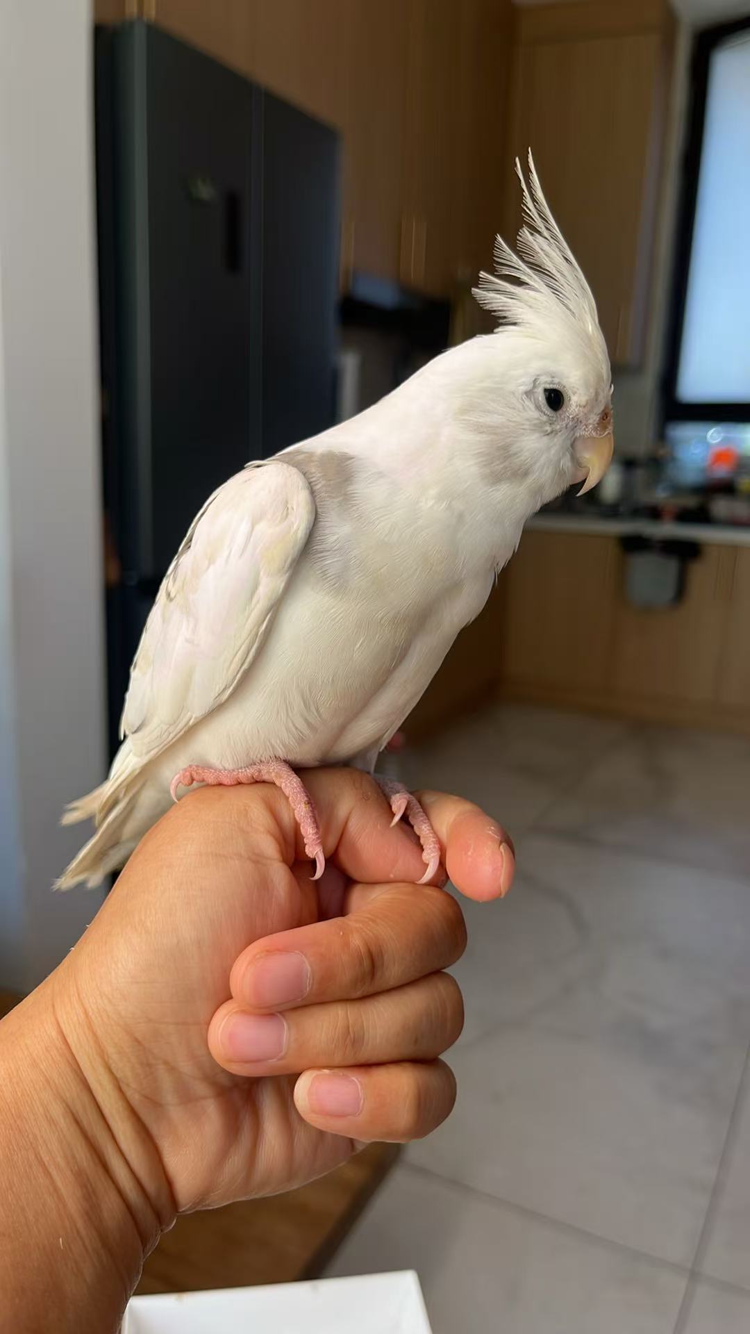 3D Custom needle-felted: Bird (70%deposit to start the project)