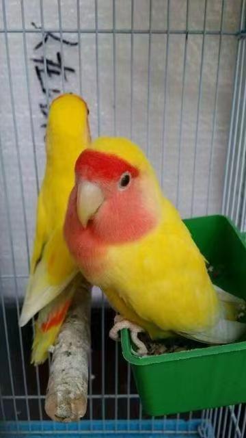 3D Wool Felt Bird (70%deposit to start the project)
